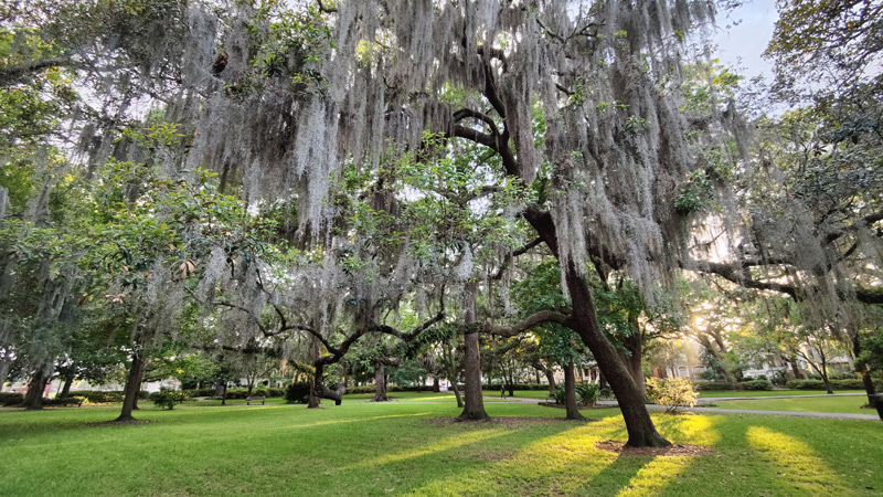 Savannah's Forsyth Park has so many trees with Spanish Moss